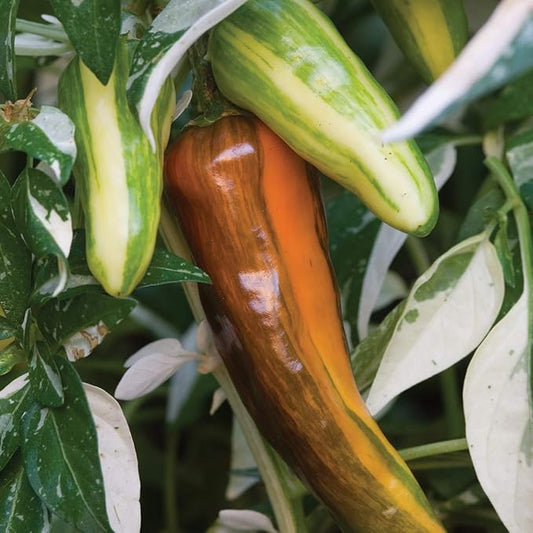 Burpee Fish Hot Pepper Seeds 30 seeds