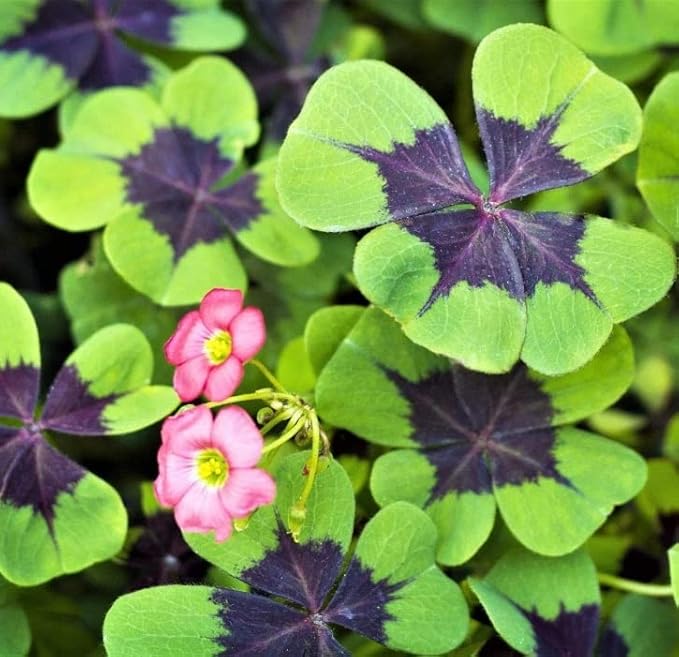 Iron Cross Shamrock Bulbs for Planting - Fast Growing Year Round Color Indoors or Outdoors - Oxalis Shamrock Bulbs for Good Luck (5 Bulbs)