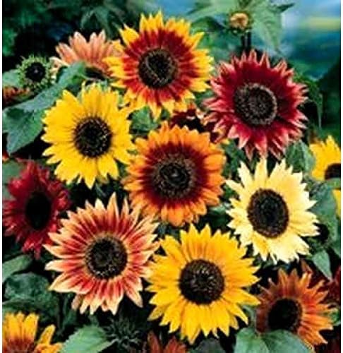 Dirt Goddess Super Seeds ~ Autumn Beauty Sunflower Seeds- Helianthus annuus (1 Lb) Non GMO Bulk