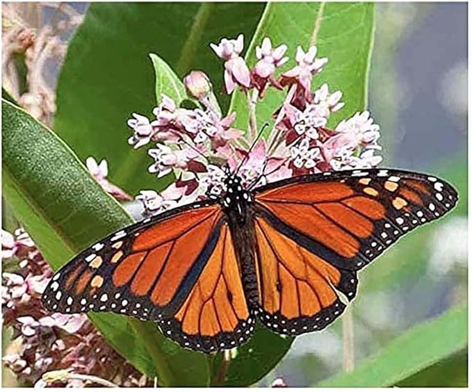 Common Milkweed Seeds - Asclepias syriaca - Attracts Monarch Butterflies