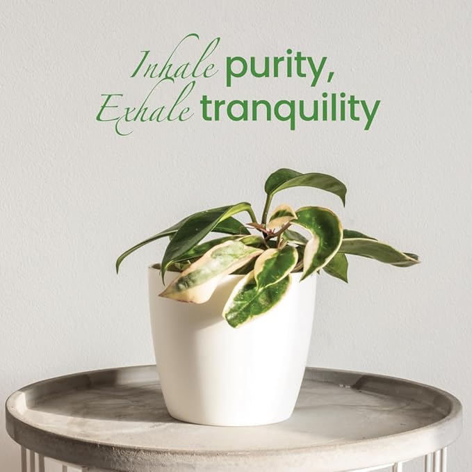 American Plant Exchange Live Assorted Hoya Carnosa Plant, Wax Plant, Plant Pot for Home and Garden Decor, 6" Pot