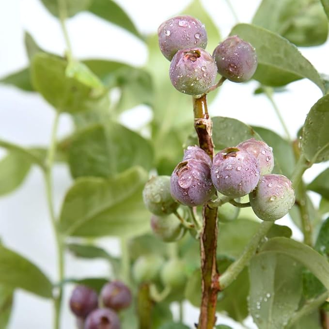 PERFECT PLANTS Premier Blueberry Live Plant, 3 Gallon, Includes Care Guide