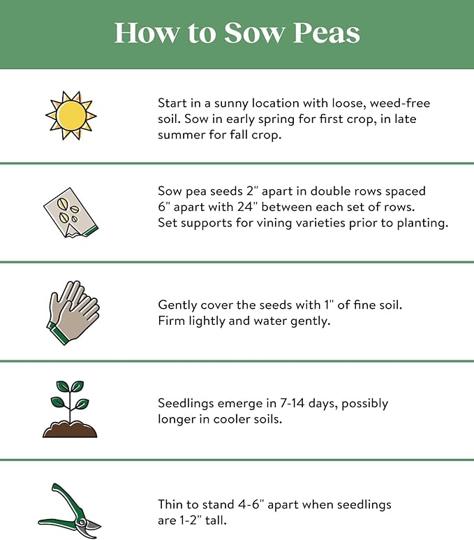 Burpee Sugar Snap Pea Seeds 300 seeds