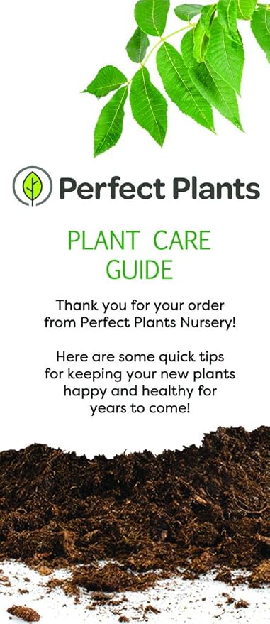 Perfect Plants Powder Blue Blueberry Live Plant, 3 Gallon, Includes Care Guide