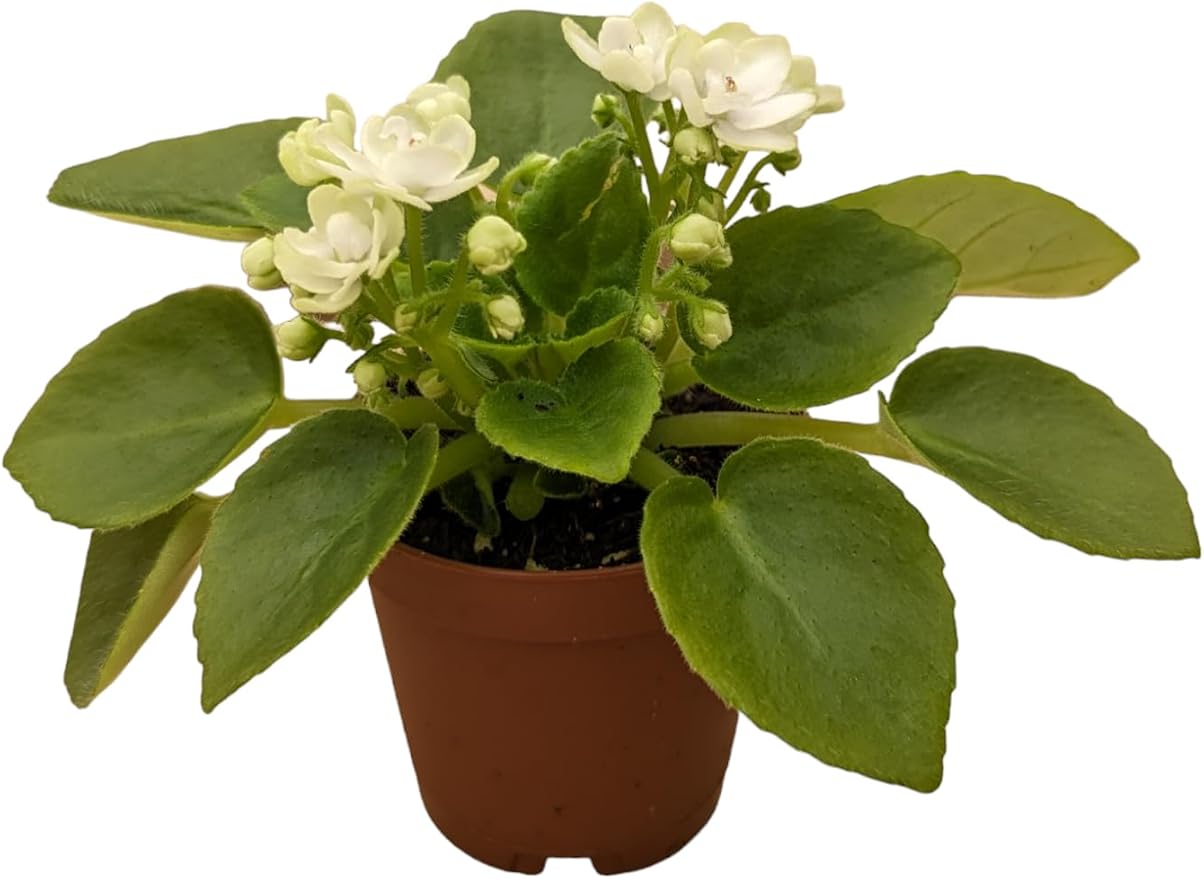 Miniature African Violets Live Plants, 5 Pack, 2 inch Pots, for Terrariums, Home & Office Decor, Gifts