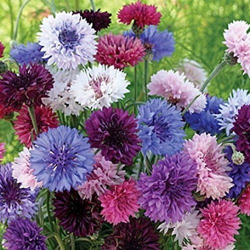 Dirt Goddess Super Seeds ~ Cornflower/Bachelor Button Seeds - Tall Mix Centaurea cyanus (1 lb) 90,000 Seeds Non GMO Bulk