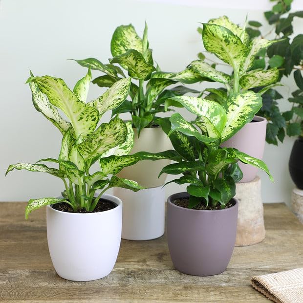 Premium Dumb Cane Potting Soil Mix - Ideal Blend for Growing Robust and Healthy Dumb Cane Plants - 10 Quart