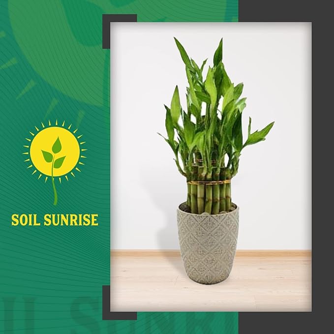 Lucky Bamboo Plant Potting Mix (4 Quarts), Custom Soil Mix for Repotting