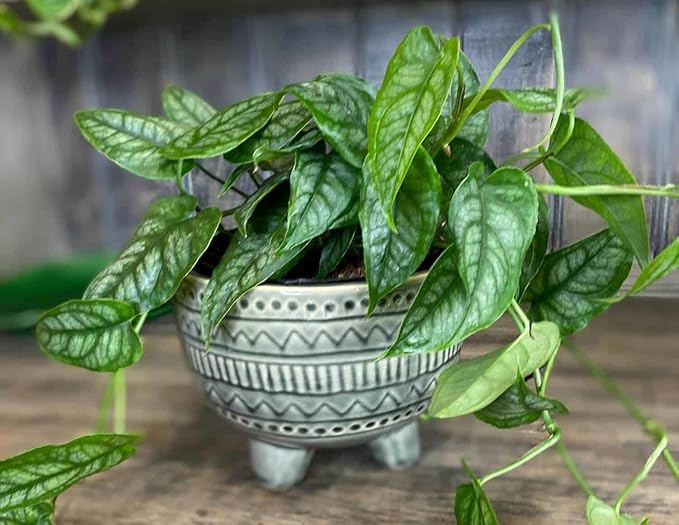 Premium Monstera Siltepecana Matuda Potting Mix - Expertly Crafted for Healthy Growth - 1 Quart