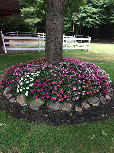 Wallace Organic Wonder, Soil and Plant Booster