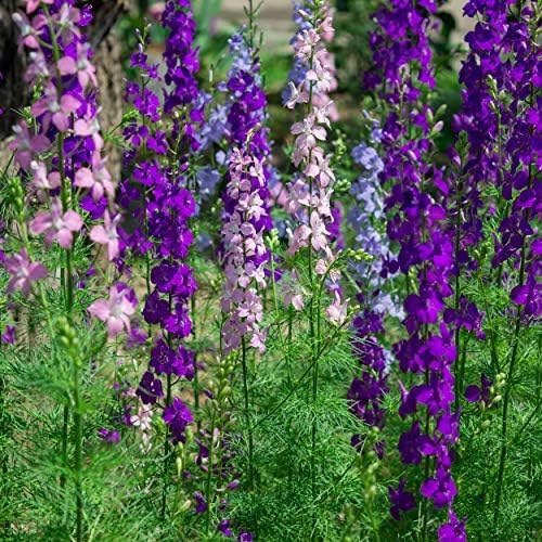 Outsidepride 1/4 lb. Delphinium Rocket Larkspur Wild Flower Seed Mix for Planting
