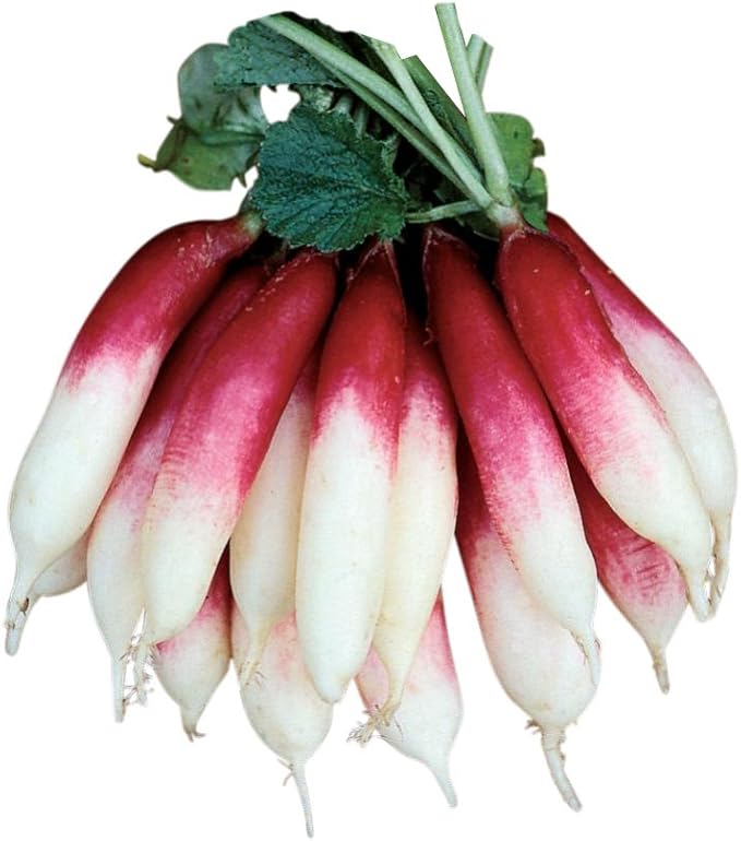 Burpee Fire 'n Ice Radish Seeds 300 seeds