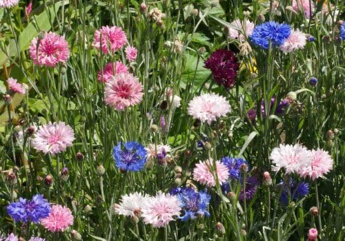 Non GMO Bulk Cornflower/Bachelor Button Seeds - Tall Mix Centaurea cyanus (25 lbs)