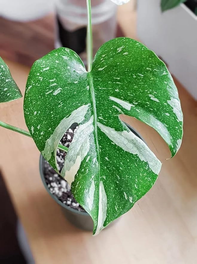 Thai Constellation Monstera Soil Mix - Specially Formulated for Strong Root Development - 2 Quart