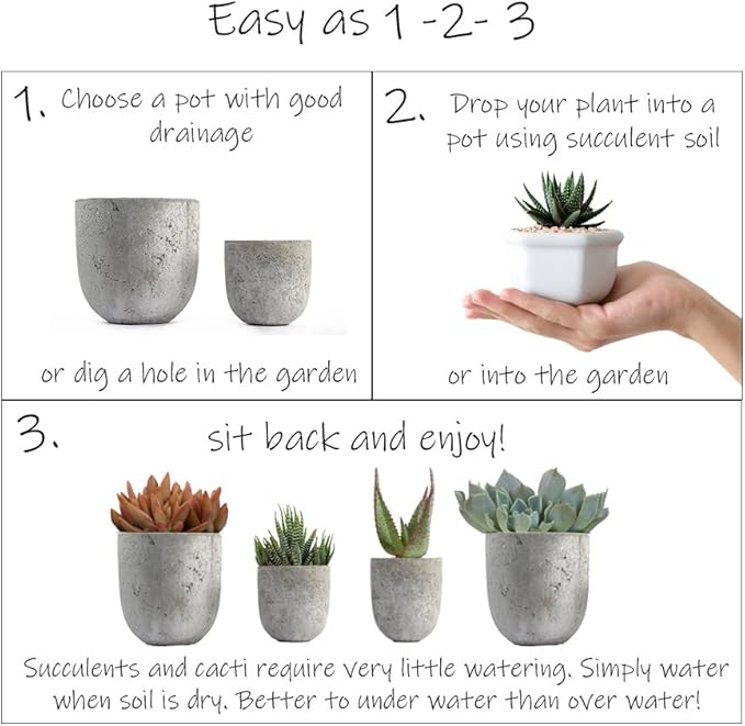Altman Plants, Live Succulents Plants Live Houseplants (4PK), Succulent Plant Lover Gifts, Live Indoor Plants in Potting Soil, Live Plants Indoor Cactus Plants Live Succulent Plants Live House Plants
