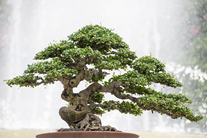 Premium Bonsai Soil Potting Mix by Gardenera - 10 Quart- Crafted with Canadian Peat Moss and Perlite for Optimal Bonsai Health (2 Bags of 5 Quart)