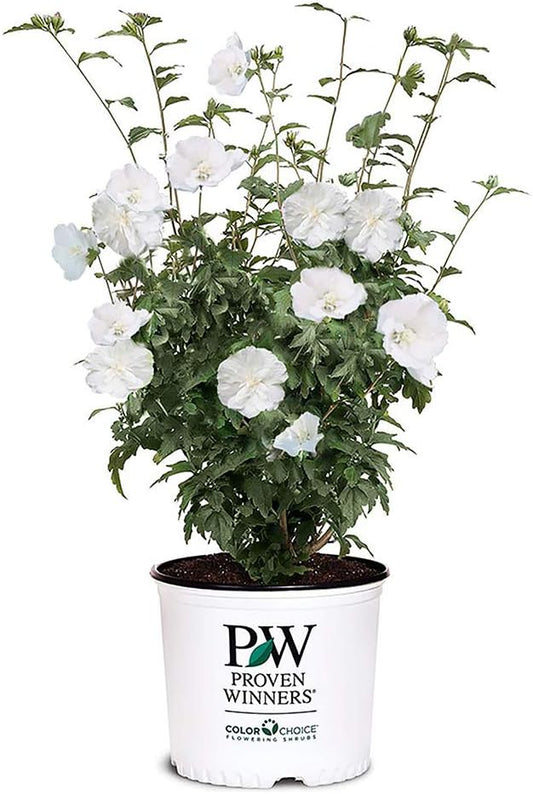 2 Gallon Proven Winners Hibiscus White Pillar Shrub