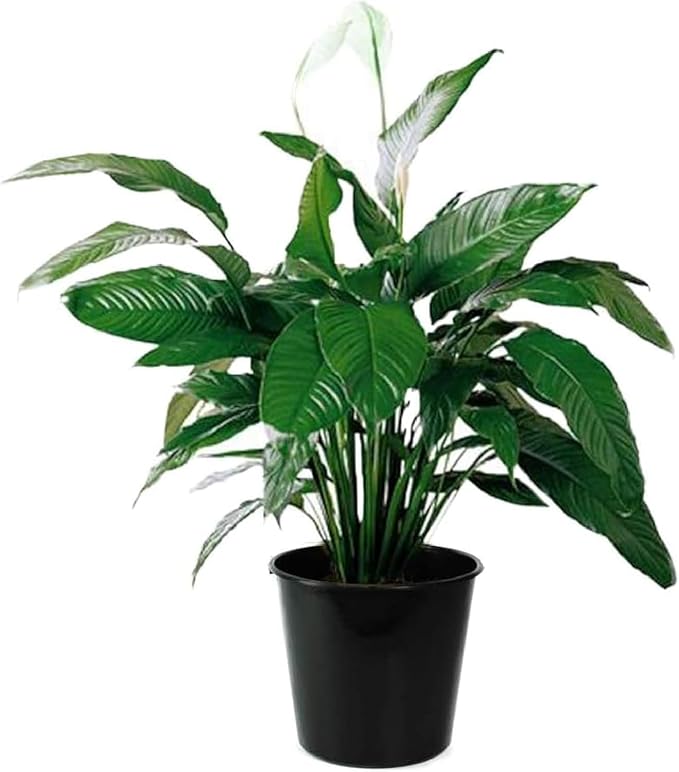 American Plant Exchange Spathiphyllium Peace Lily Live Plant, Large 10-Inch Pot, Indoor Flowering Houseplant, Easy Care, Low Light, Perfect for Home & Office, Housewarming, Sympathy Gift