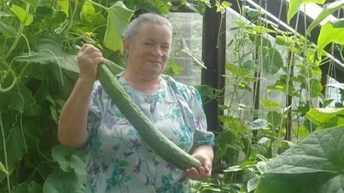 Seeds Cucumber Chinese Miracle Long Heirloom Vegetable Non GMO (20 Seeds)