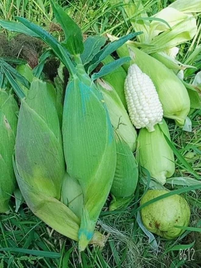 25+ Seeds Bap NEP nu SUA Seeds Rare find Asian