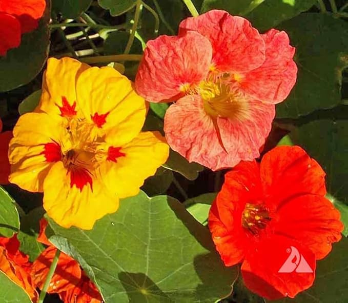 Climbing Vines Seeds - Colorful Mixture of Morning Blooming Vine, Nasturtium, Black Eyed Susan Vine and Sweet Pea Vines Seeds