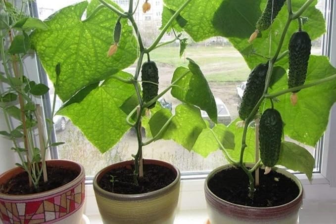 Seeds Vegetable Indoor Cucumber F1 Self-Pollinating All Seasons Vine Plant for Pickling - 10 Seeds