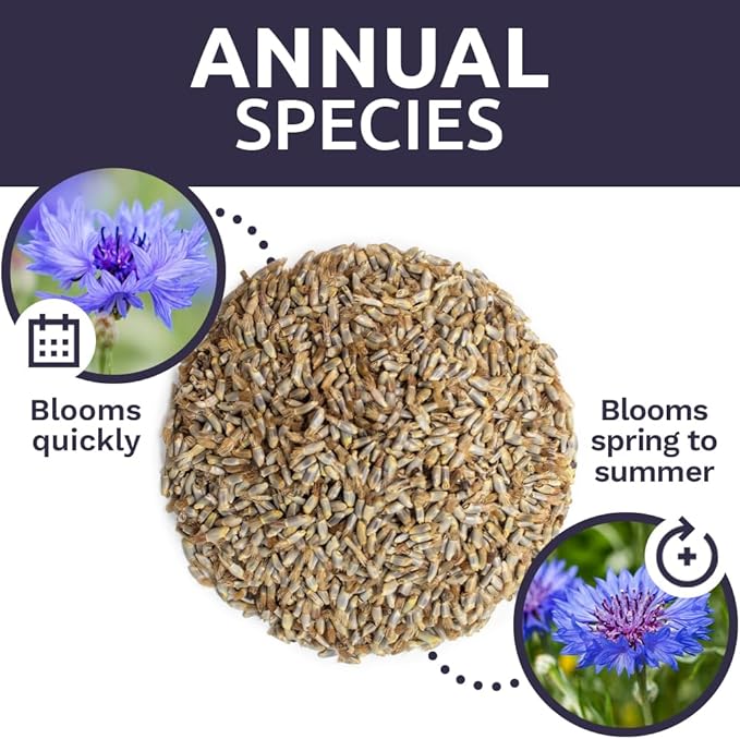 Blue Cornflower Seeds – Bachelor Buttons – Extra Large Packet – Over 5,000 Open Pollinated Non-GMO Wildflower Seeds – Centaurea cyanus
