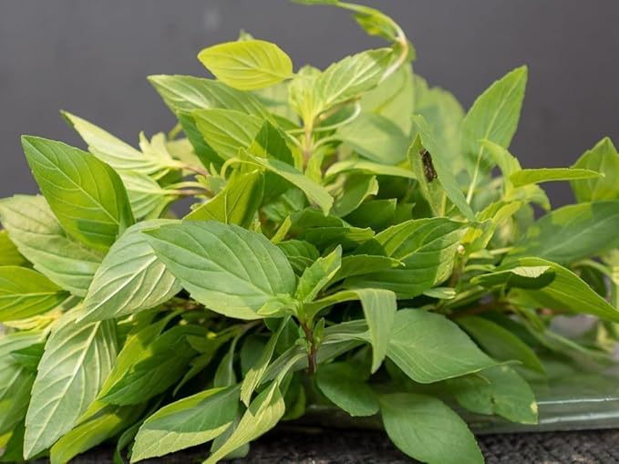 3000 Holy Basil Seeds - Hung Que - AKA. Thai Basil, Asian Basil, Ocimum basilicum | Indoors, Outdoors, and Hydroponics