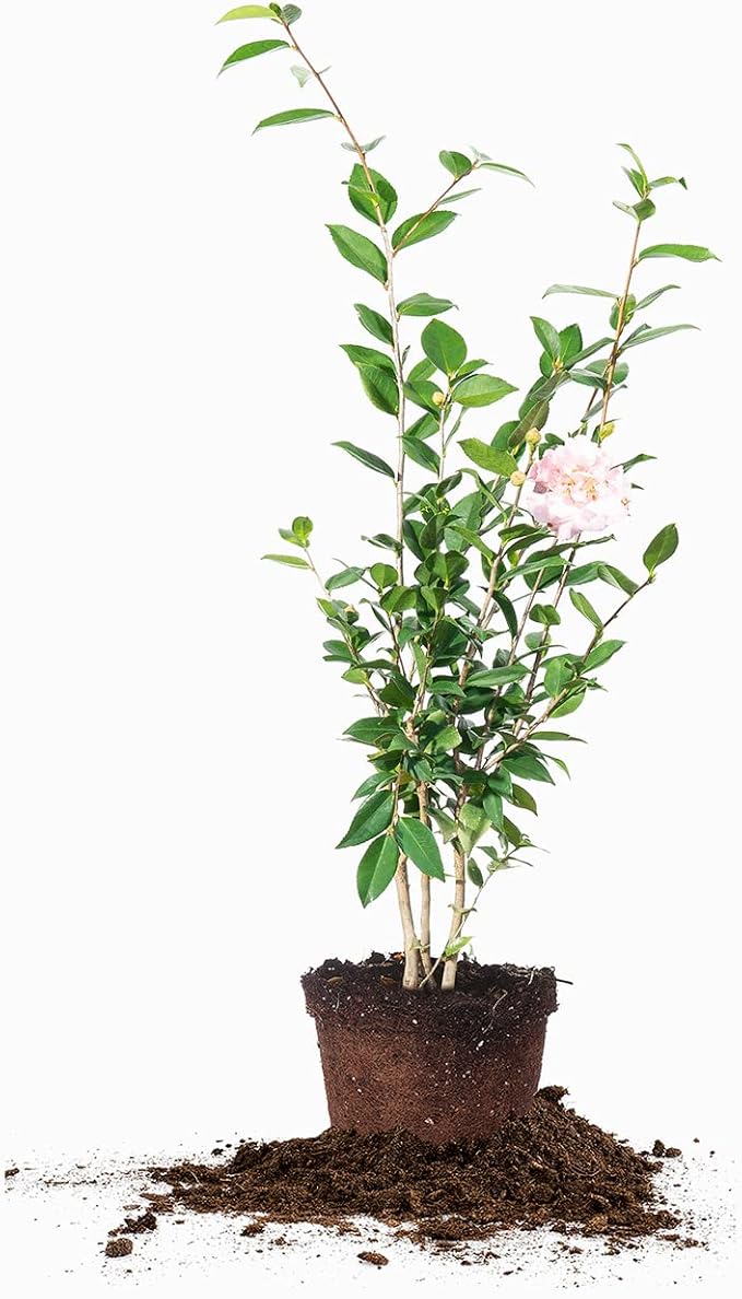 PERFECT PLANTS Live High Fragrance Camellia in 3 Gallon Grower's Pot | Evergreen Perennial That Loves Shade | Air Purifier with Beautiful Flowers and Sweet Blossom Scent