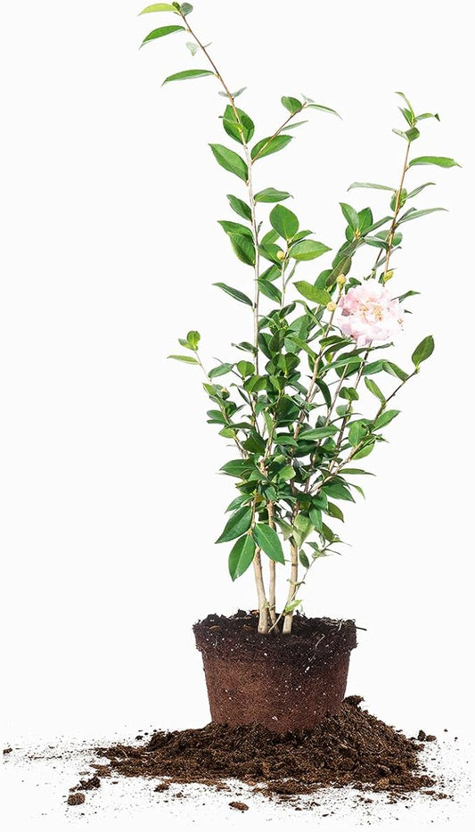 PERFECT PLANTS Live High Fragrance Camellia in 3 Gallon Grower's Pot | Evergreen Perennial That Loves Shade | Air Purifier with Beautiful Flowers and Sweet Blossom Scent