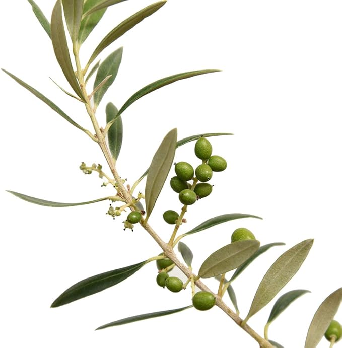 PERFECT PLANTS Arbequina Olive Live Plant, 2-3ft, Includes Care Guide