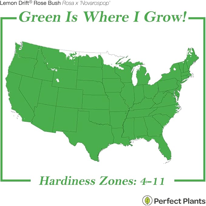 PERFECT PLANTS Lemon Drift Rose Bush 1 Gallon | Live Bushes for Outdoor Planting | Ground Cover Roses Stay Small | Bright Yellow Blooming Shrubs