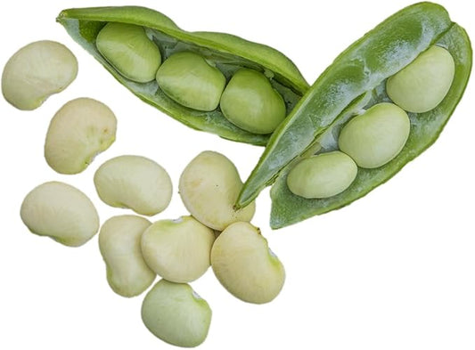 Burpee Fordhook 242 Bush Bean Seeds 4 ounces of seed