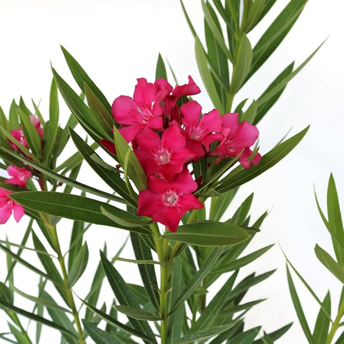 AMERICAN PLANT EXCHANGE Oleander Bush, Full-Size, Calypso Pink, Flowering Privacy Hedge, Live Outdoor Plant, 10-12ft Max Height, 10-Inch Pot, Hardy Evergreen Landscape Shrub