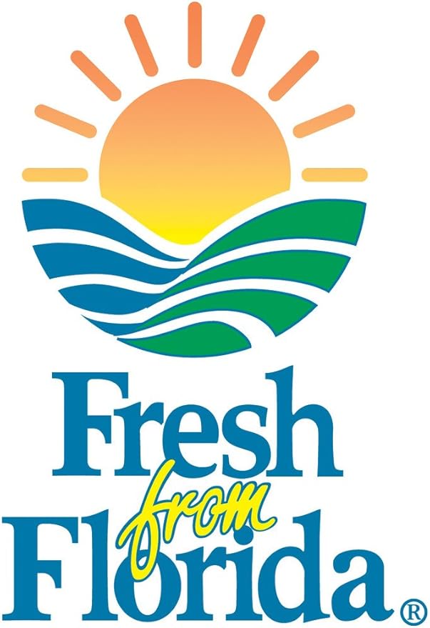 PERFECT PLANTS 2-3 FT Little Gem Magnolia Tree, White