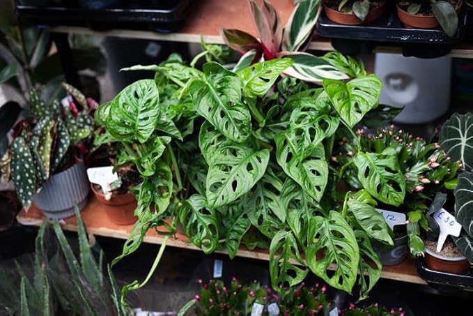 GARDENERA Organic Potting Soil for Tomato Plants - 4 Quart - Hand-Mixed with Natural Ingredients for Optimal Growth and Nutrient Retention
