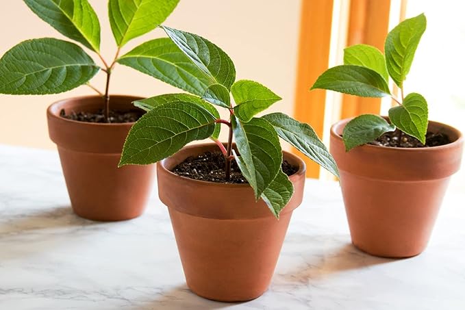 Gardenera Plant Propagation Premium Potting Mix: 100% Natural Ingredients for Optimal Growth - 1 Quart