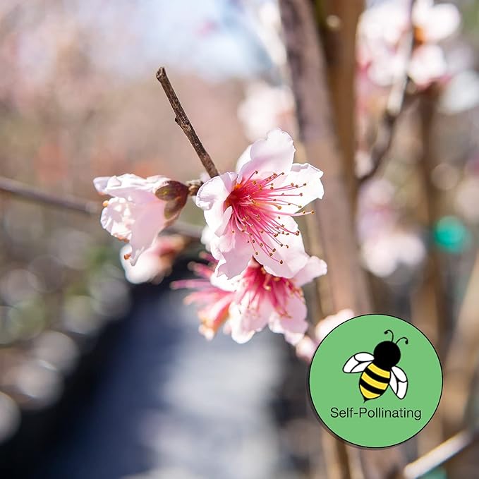 PERFECT PLANTS Snowbrite White Peach Tree 4-5ft. Tall | Full Crops with Only One Tree | Vibrant Pink Blossoms in Spring