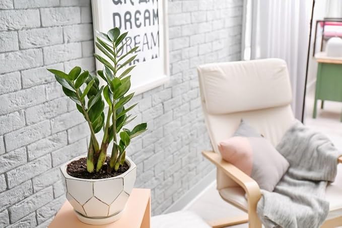 GARDENERA Zamioculcas Plant Potting Soil - Enhance Elegance and Health with Professional Grade Nutrient-Rich Mix - 3 Quart