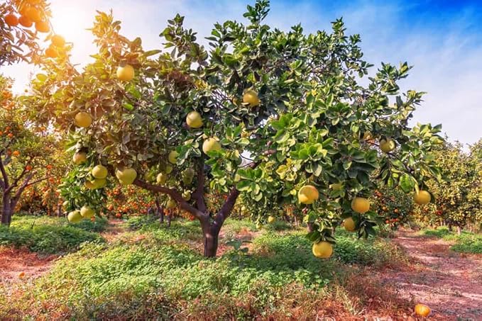 Gardenera's Premium Pomelo Tree Soil Mix - Quick Drain Potting Soil for Growing and Repotting Citrus Maxima - 2 Quart