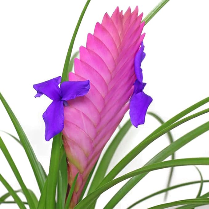American Plant Exchange Tillandsia Cyanea Pink Exotic Live Air Plant, 4" Pot, Easy Care Pet Safe Houseplant