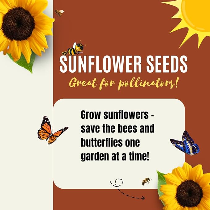 Dwarf Sunflower Seeds for Planting - to Plant and Grow Teddy Bear and Sunspot in Your Flower Garden.
