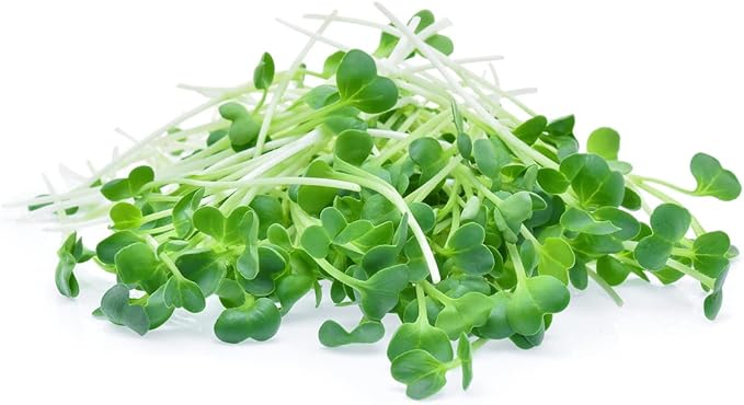 Todd’s Seeds - Alfalfa Seeds - 16 Oz Bulk Alfalfa Sprouting Seeds - Resealable Bag - Highest Germination - Non-GMO, Chemical Free (Better than Organic!) - Perfect for Home Gardening and Healthy Eating