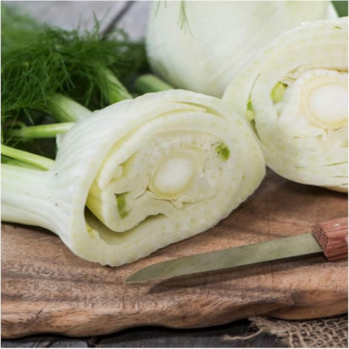Seed Needs Florence Fennel Seeds for Planting - Non-GMO, Heirloom & Untreated - Culinary & Medicinal Herb to Organically Grow an Indoor/Outdoor Garden (1 Pack)