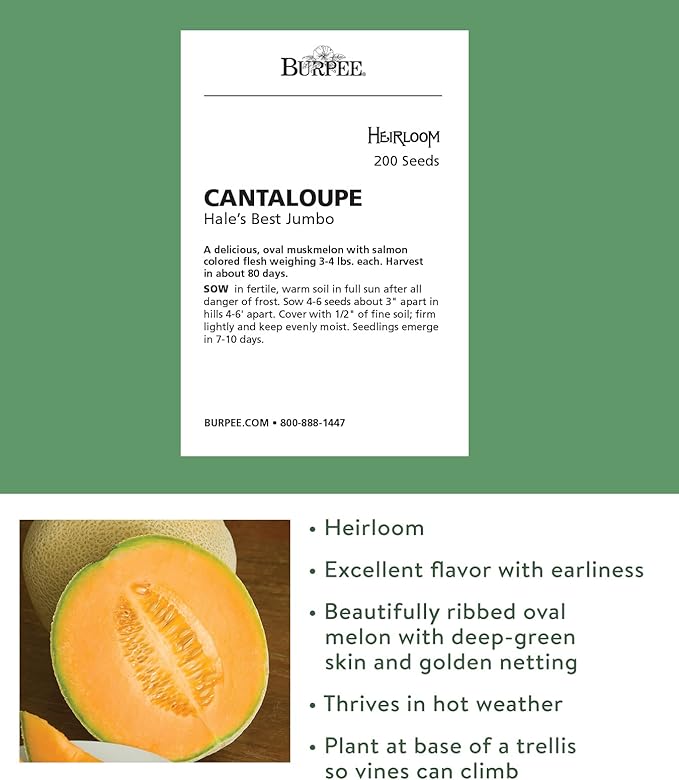 Burpee Hale's Best Jumbo Cantaloupe Melon Seeds 200 seeds
