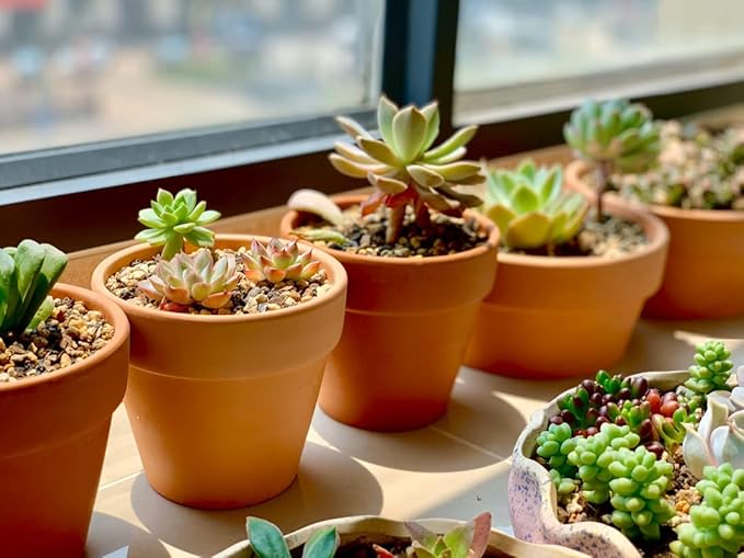 OLEEP Clay Pot - 12 Pack Large Terra Cotta Plant Pot with Drainage Hole, Clay Planters Pot, Terracotta Pot for Indoor Outdoor Plant (4.7 inch)