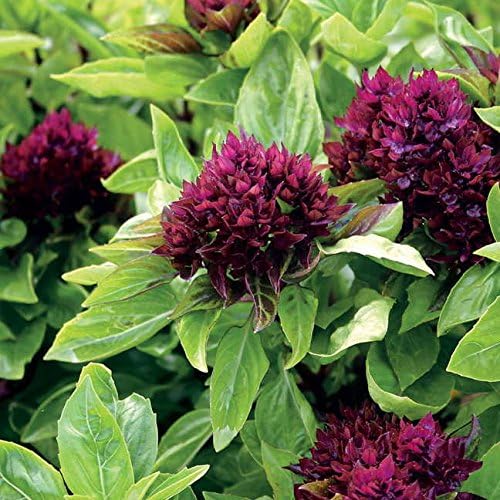 Park Seed Basil Herb Plant Seeds, Easy to Grow, Variety of Colors, Spring Garden, Cardinal Organic, Pack of 100