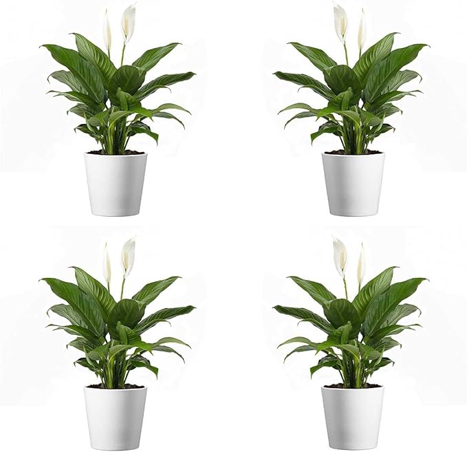 American Plant Exchange Peace Lily, Live Spathiphyllum Plants, 4-Inch Pots, 4 Pack in Deco Covers, Flowering Houseplants, Easy Care, Low Light, Perfect for Housewarming, Sympathy, or Party Gifts