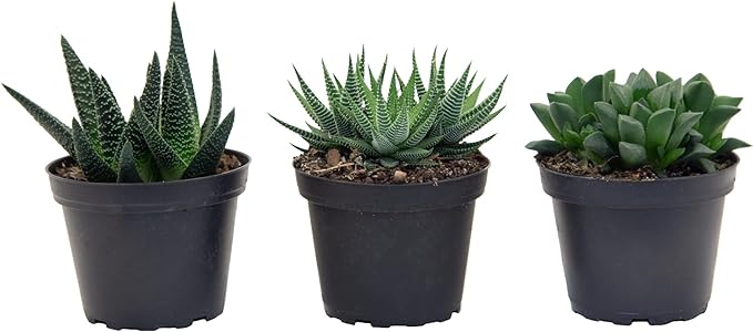 Costa Farms Haworthia Succulents Fully Rooted Live Indoor Plant 6-Inches Tall, in Grower Pot, 3-Pack