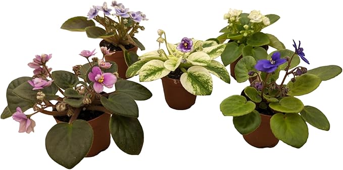 Miniature African Violets Live Plants, 5 Pack, 2 inch Pots, for Terrariums, Home & Office Decor, Gifts